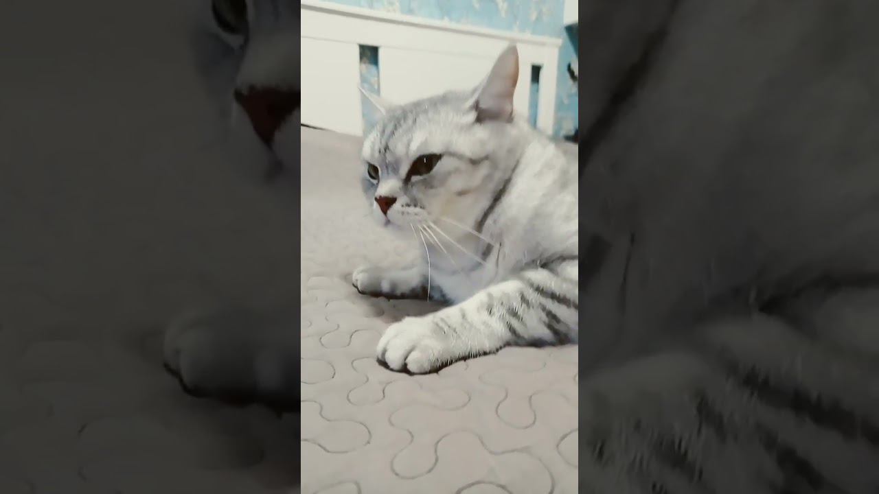 Стой, не пролистывай! #shorts смотреть онлайн