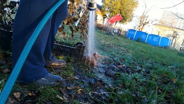 ЧТО Я ДЕЛАЮ С ГЕОРГИНАМИ ОСЕНЬЮ смотреть онлайн