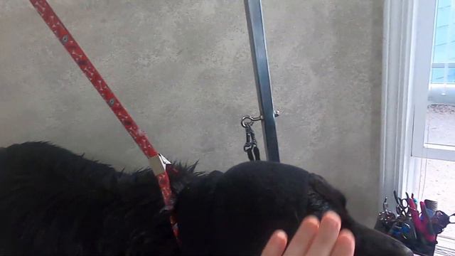 Deshedding treatment on a Border collie mix смотреть онлайн