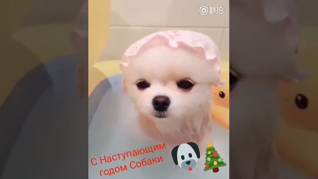 Кто годов к 2018 году это год собак !!! смотреть онлайн