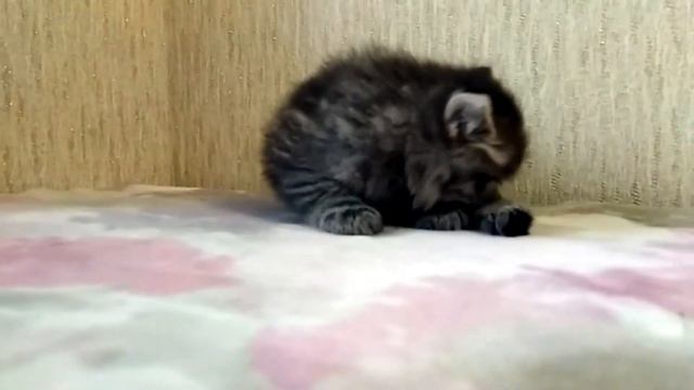 Сибирский котенок умывается перед сном и засыпает смотреть онлайн