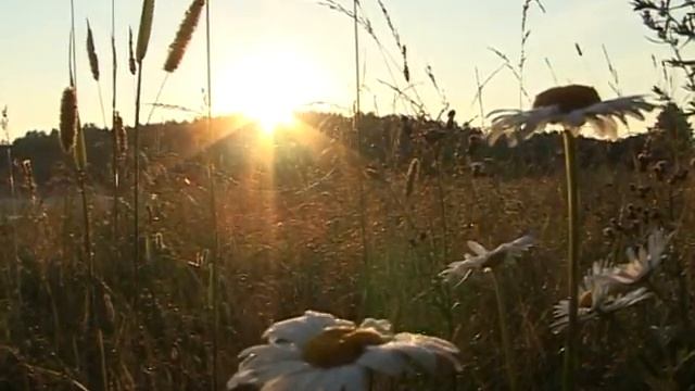 Липовка О нас смотреть онлайн