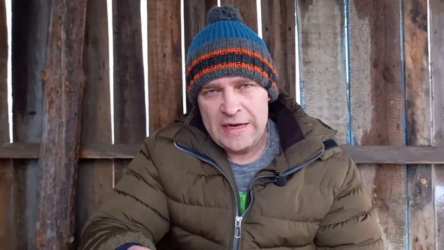 поведение собаки хаски перед ощеном. смотреть онлайн