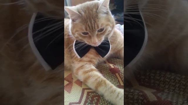кот стесняется #shorts смотреть онлайн