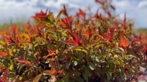 СОРТА СПИРЕИ С КОНТРАСТНОЙ ОКРАСКОЙ