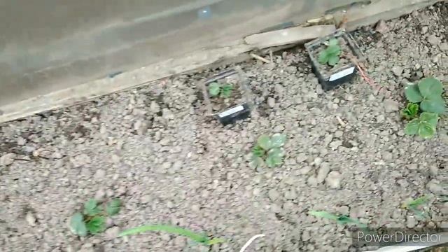 Уборка в саду обрезка растений, примулы, садовые дела весной смотреть онлайн