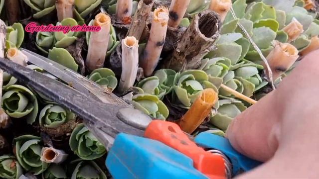 How to take care Sedum in Spring || Gardening tutorial series смотреть онлайн