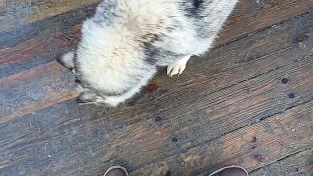 Хаски в Красной Поляне (Сочи) 21.01.2023 смотреть онлайн