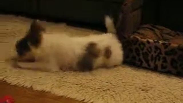 РОБИН БОБИН 284 смотреть онлайн