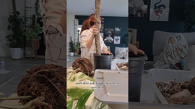 Monstera Albo Care. Repot and lighting tips! смотреть онлайн