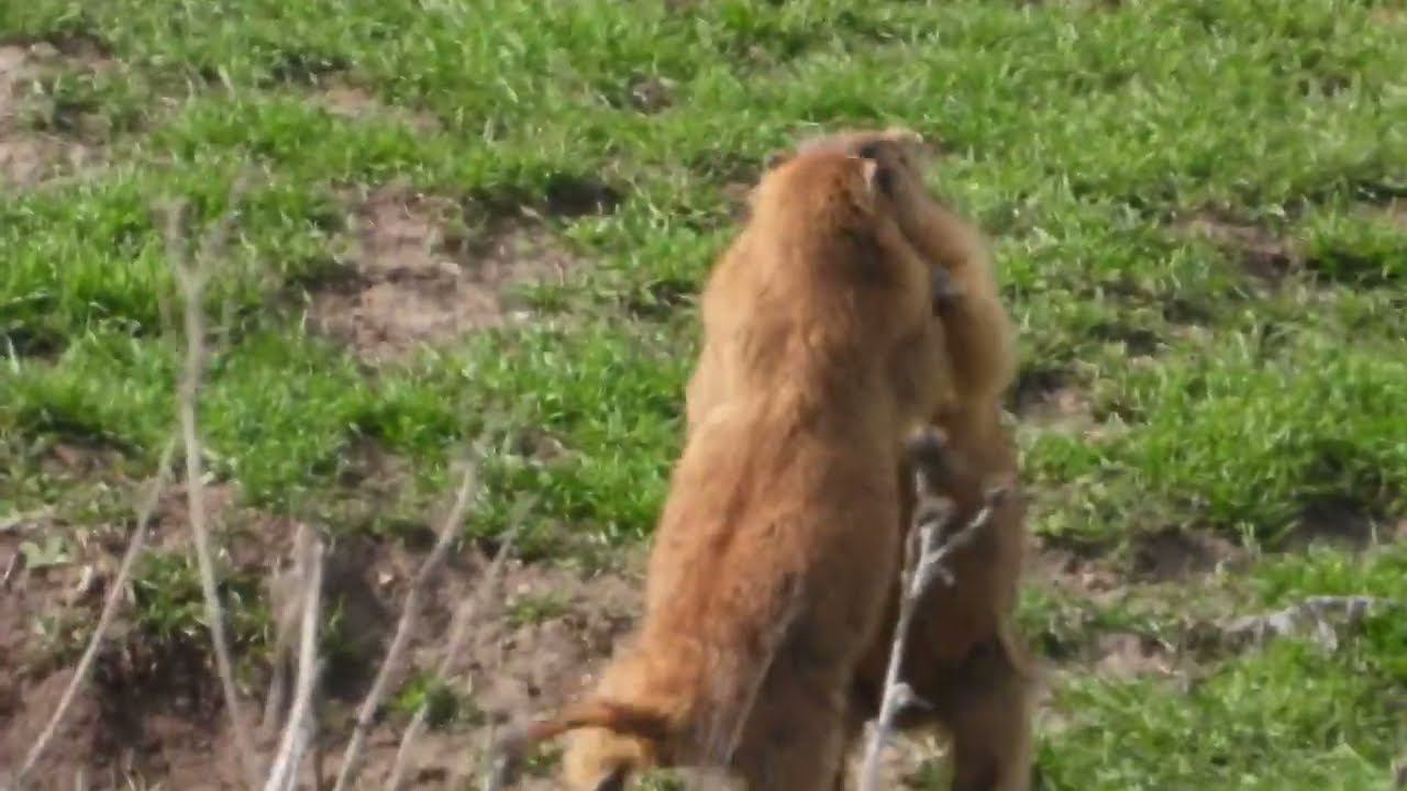 Драка байбаков смотреть онлайн