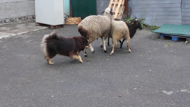 MVI 4265 смотреть онлайн