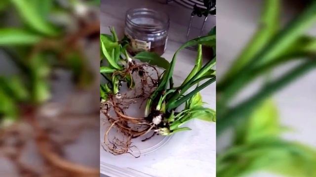 Деление цветка