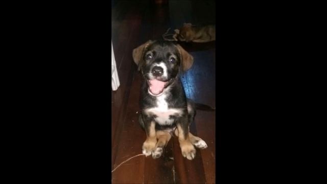 Helping The Helpless - St Lucia Animal Protection Society