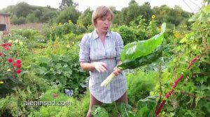 Мангольд.  Как правильно собирать листья.  Цветение мангольда  Swiss chard
