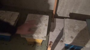 Гибель пчел в эксперименте  Заражение восковой молью