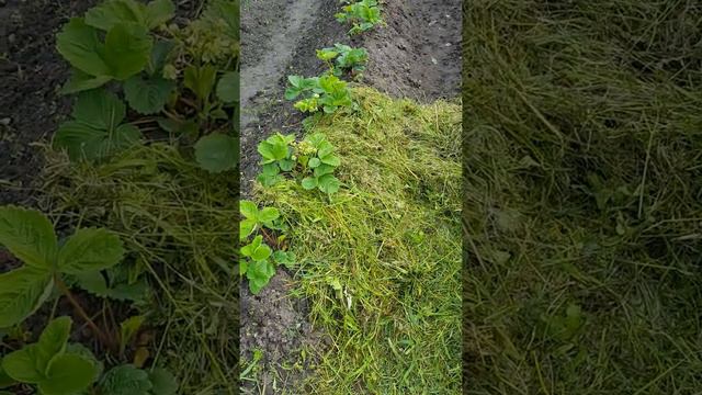 Что бы реже полоть. смотреть онлайн