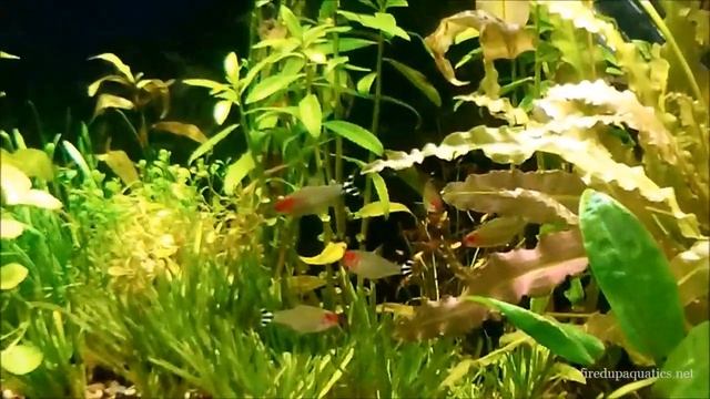 Lighting in a Planted Aquarium..Flourescent Bulbs смотреть онлайн