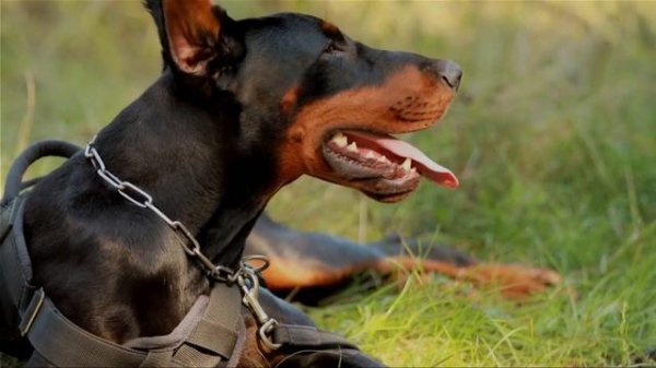 Top 10 Fascinating Facts about Dobermans