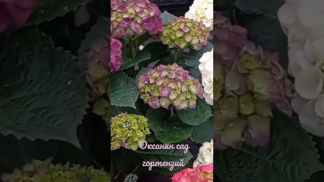 🌱HUDRANGEA "Pure collection" смотреть онлайн