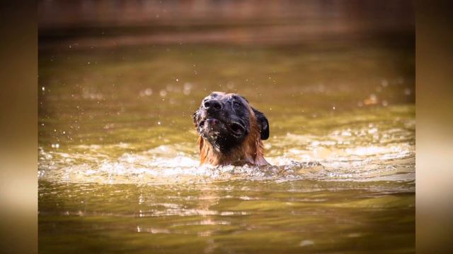 Осенняя прогулка с Пиро!#belgianmalinois #бельгийскаяовчарка #осенняяпрогулкаполесу смотреть онлайн