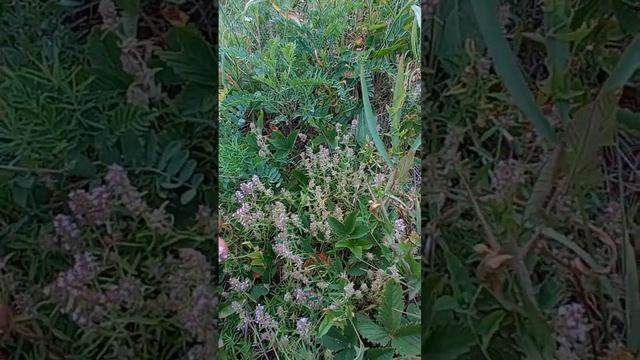 Чай с чебрецом#shorts# и как приправа смотреть онлайн