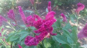 VID_20240905_105240.mp4