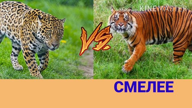 Ягуар против Суматранского тигра!!! смотреть онлайн