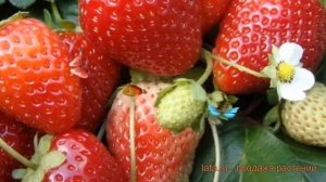 Земляника садовая Аромас (fragaria aromas) ? Аромас обзор: как сажать, рассада земляники Аромас