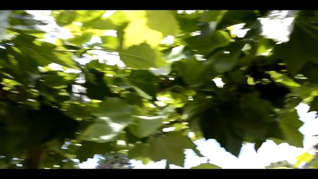 Testing the Nikon D5100 - Film and Photography test! [1080P, 30Fps] смотреть онлайн