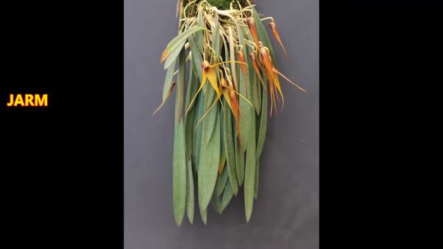 Orquídea Masdevallia caesia. смотреть онлайн