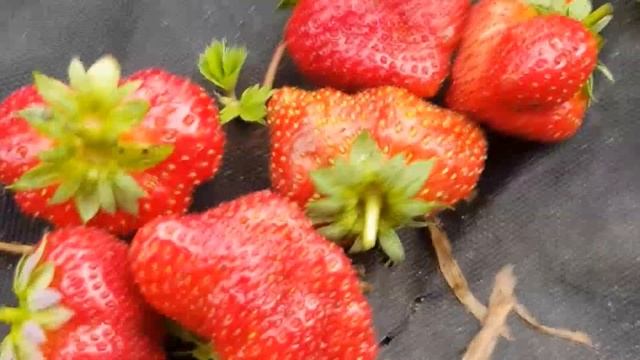 Какую клубнику посадить? 10 лучших сортов клубники смотреть онлайн