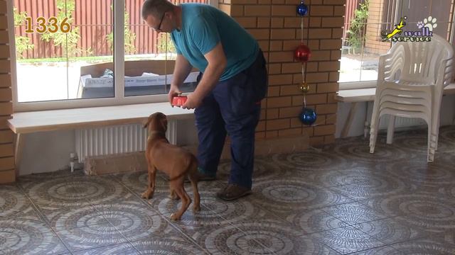 Тина-трейдинг, тест щенка риджбек № 1336 смотреть онлайн