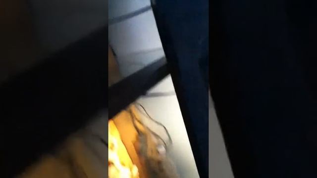 Bearded dragon vs. Blue belly смотреть онлайн