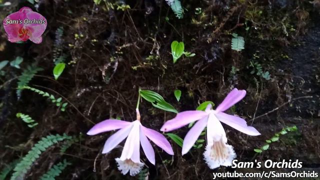 Precious wild orchid in situ - Pleione formosana 2021 смотреть онлайн