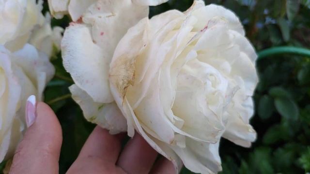 Розы в Подмосковье. Роза Шопен /VENROSA WHITE / Венроза белая /("Высоцкий белая") смотреть онлайн