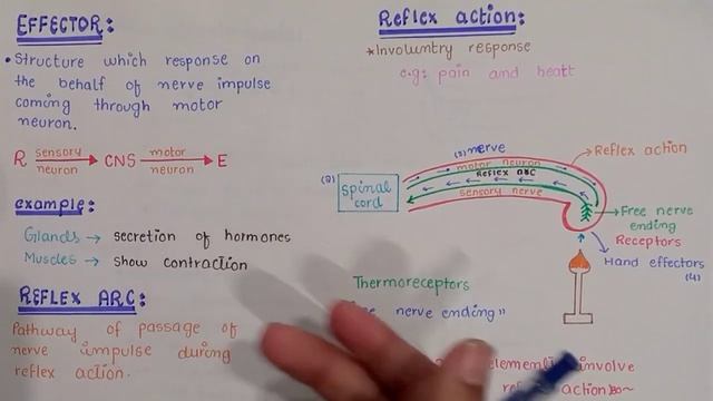 Effector | Reflex Arc | Reflex Action | Class 12 Biology смотреть онлайн