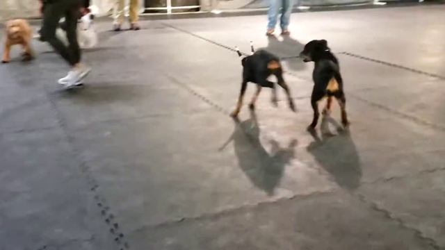 Dreamer puppy class 17 weeks смотреть онлайн