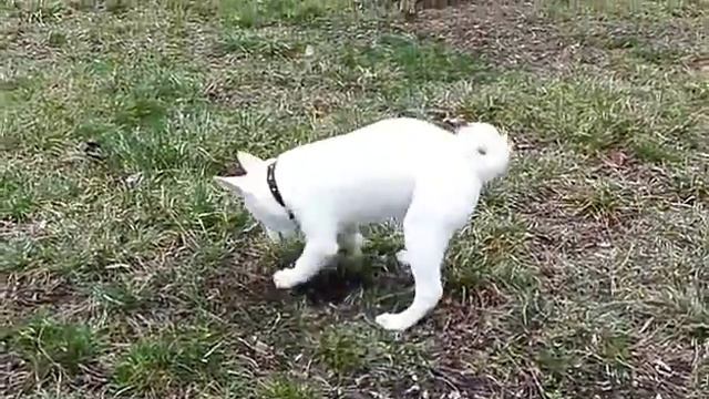Лайка#прогулка#весна#Байкал смотреть онлайн