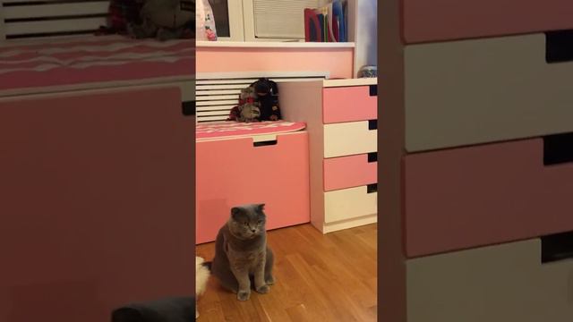 Щенок Крошка Глава 2 и 1