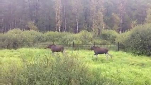 Лось напоролся на забор смотреть онлайн