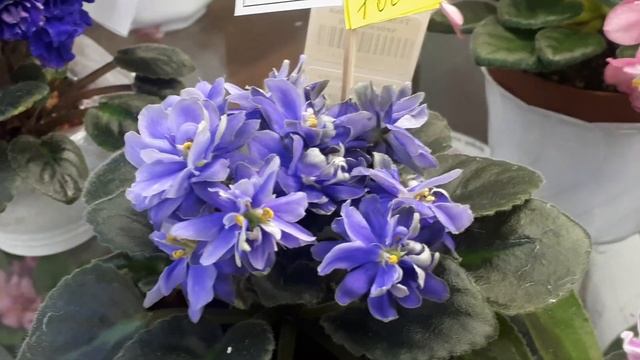 Выставка в Доме Фиалки!04.02.20г. 1.Мини сорта - обзор! смотреть онлайн