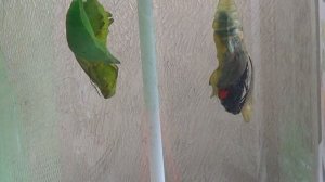 Как рождается бабочка в бабочкарии. Видео для детей. На детском канале Расти вместе с нами.