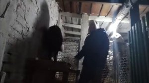 Приучение первокоток к доильному! Как приучить коз к дойке?