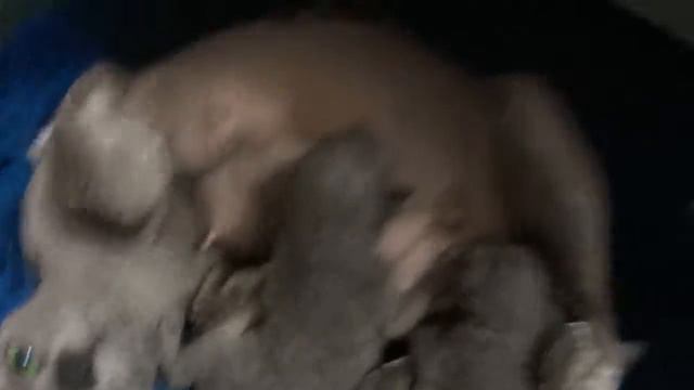 Котики маленькие с мамой.