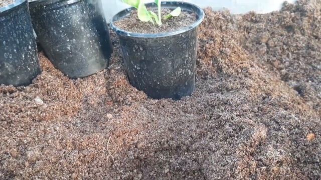 ПОЛУЧИЛА СЕЯНЦЫ ПРИМУЛЫ//ОБЗОР МОЕЙ РАССАДЫ ВИОЛЫ,МАРГАРИТКИ. смотреть онлайн