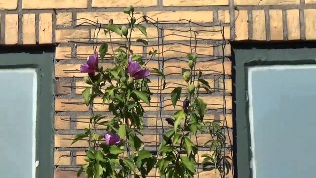Hibiscus Syriacus 'Purple Pillar'