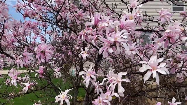 Leonard Messel Magnolia | Plant Highlight 2022 (Illinois Zone 5 Garden Tour)
