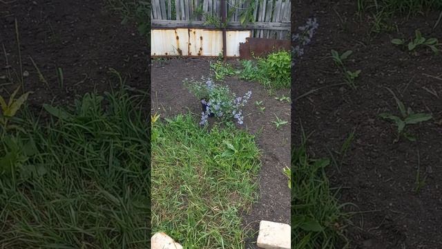 Котовник Фассена Кит Кэт - новый житель моего участка?⬛ смотреть онлайн