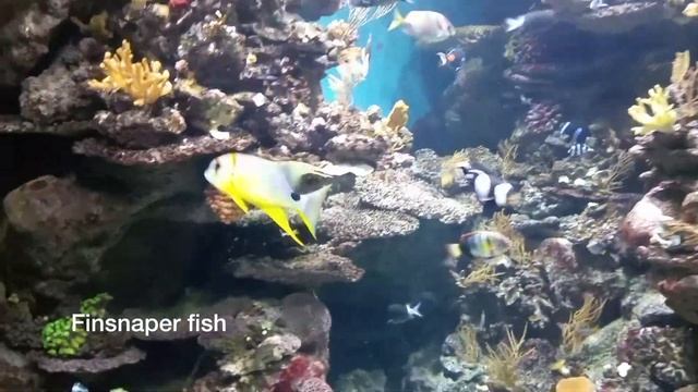 Aquarium Barcelona - L'Aquarium Barcelona , Top thing to do in Barcelona смотреть онлайн